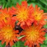 1009F 108 Goeppingen-PB